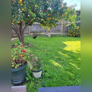 Lush Green Backyard with Orange Tree